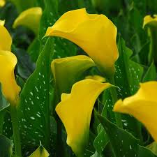 Yellow Calla Flower seeds for Planting - Garden Favorite, Heirloom & GMO Free Seeds for Home Garden