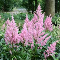 Baby Pink Astilbe Flower Seeds – Long Bloom Season Heirloom & NonGMO Seeds for Home Garden
 
 Sale