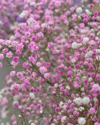 Rose Pink Gypsophila Paniculata Flower Seeds for Planting Drought Tolerant Heirloom & GMO Free Seeds for Home Garden
 
 Sale
