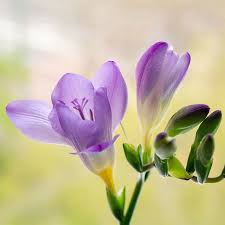 Violet Freesia Flower Seeds for Planting Sun Loving Heirloom & GMO Free Seeds for Home Garden
 
 Sale