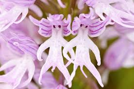 Purple Pyramid Monkey Orchid Flower seeds for Planting - Garden Favorite, Heirloom & GMO Free Seeds for Home Garden