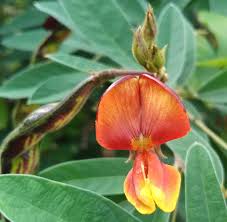 Yellow Cajanus Flower seeds for Planting - Garden Favorite, Heirloom & GMO Free Seeds for Home Garden