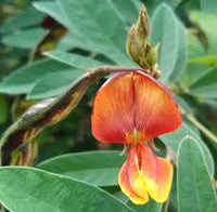 Yellow Cajanus Flower seeds for Planting - Garden Favorite, Heirloom & GMO Free Seeds for Home Garden
