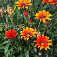 Red Orange Gazania Flower seeds for Planting - Perfect for Borders, Heirloom & GMO Free Seeds for Home Garden