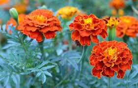 Patula Flower seeds for Planting Long Bloom Season Heirloom & GMO Free Seeds for Home Garden