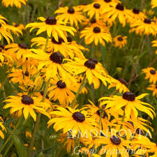 Yellow Goldsturm Flower seeds for Planting - Fragrant Blossoms, Heirloom & GMO Free Seeds for Home Garden