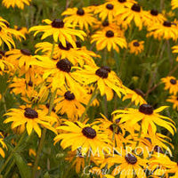 Yellow Goldsturm Flower seeds for Planting - Fragrant Blossoms, Heirloom & GMO Free Seeds for Home Garden
