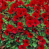 Red Velour Flower seeds for Planting - Colorful Display, Heirloom & GMO Free Seeds for Home Garden