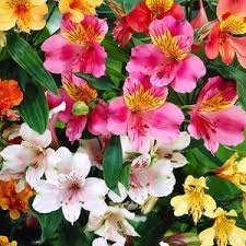 Alstroemeria Aurantiaca Flower seeds for Planting - Garden Favorite, Heirloom & GMO Free Seeds for Home Garden