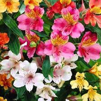 Alstroemeria Aurantiaca Flower seeds for Planting - Garden Favorite, Heirloom & GMO Free Seeds for Home Garden