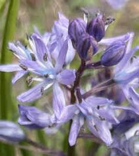 Merwilla Flower seeds for Planting - Seasonal Bloomer, Heirloom & GMO Free Seeds for Home Garden