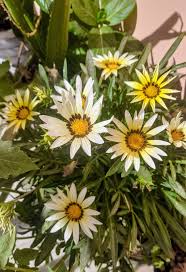 Lime Green Gazania Flower Seeds for Planting Cut Flower Favorite Heirloom & GMO Free Seeds for Home Garden
 
 Sale
