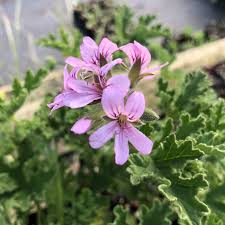 Graveolens Flower seeds for Planting - Drought Tolerant, Heirloom & GMO Free Seeds for Home Garden