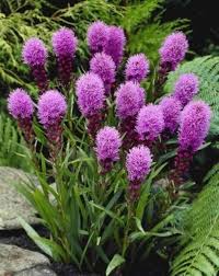 Prachtscharte Flower seeds for Planting Pollinator Friendly Heirloom & GMO Free Seeds for Home Garden 
 
 Sale