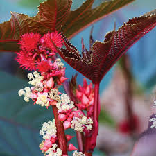 Castor flower seeds - Flower seeds for Planting - Low Maintenance, Heirloom & GMO Free Seeds for Home Garden