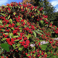 Brown Cotoneaster Seeds for Planting