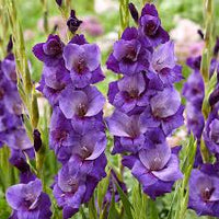 Pink Blue Gladiolus Flower Seeds for Planting Shade Tolerant Heirloom & GMO Free Seeds for Home Garden
 
 Sale