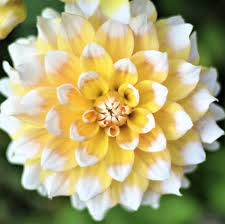 White & Yellow Dahlia Flower Seeds – Shade Tolerant Heirloom & NonGMO Seeds for Home Garden
 
 Sale