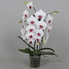 Phalaenopsis orchids flowers planting Flower seeds for Planting Long Bloom Season Heirloom & GMO Free Seeds for Home Garden