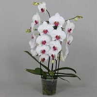 Phalaenopsis orchids flowers planting Flower seeds for Planting Long Bloom Season Heirloom & GMO Free Seeds for Home Garden