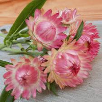 Helichrysum Bracteatum Flower seeds for Planting - Colorful Display, Heirloom & GMO Free Seeds for Home Garden