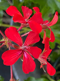 Red Pelargonium Peltatum Flower Seeds for Planting Hardy Variety Heirloom & GMO Free Seeds for Home Garden
 
 Sale