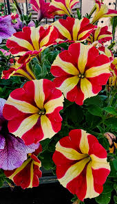 Red & Yellow Petunia Flower seeds for Planting - Pollinator Friendly, Heirloom & GMO Free Seeds for Home Garden