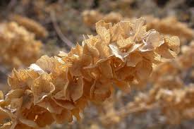 Atriplex Canescens Flower seeds for Planting - Vibrant Colors, Heirloom & GMO Free Seeds for Home Garden