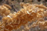 Atriplex Canescens Flower seeds for Planting - Vibrant Colors, Heirloom & GMO Free Seeds for Home Garden