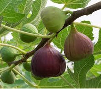 Kodota Fig Seeds for Planting Hardy Sweet Fruits