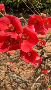 Red Chimonanthus Flower seeds for Planting - Cottage Garden Essential, Heirloom & GMO Free Seeds for Home Garden