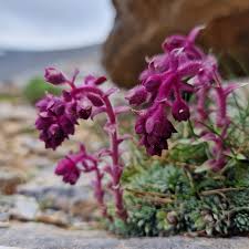 Purple Saxifraga Sempervivum Flower seeds for Planting - Compact Growth, Heirloom & GMO Free Seeds for Home Garden