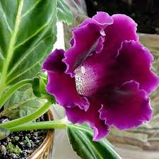 Pink Purple Gloxinia Flower seeds for Planting - Compact Growth, Heirloom & GMO Free Seeds for Home Garden