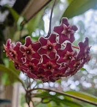 Dark Maroon Hoya Carnosa Flower Seeds for Planting Colorful Display Heirloom & GMO Free Seeds for Home Garden
 
 Sale