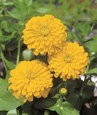 Canary Zinnia Flower seeds for Planting - Vibrant Colors, Heirloom & GMO Free Seeds for Home Garden
 
 Sale