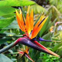 Orange Blue Strelitzia Reginae Flower seeds for Planting Easy to Grow Heirloom & GMO Free Seeds for Home Garden