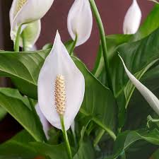 Peace Lily Flower seeds for Planting - Drought Tolerant, Heirloom & GMO Free Seeds for Home Garden