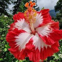 White Red Hibiscus Flower Seeds – Compact Growth Heirloom & NonGMO Seeds for Home Garden
 
 Sale