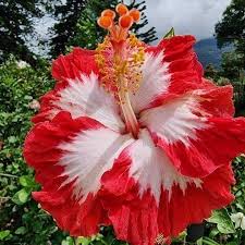 White Red Hibiscus Flower Seeds – Compact Growth Heirloom & NonGMO Seeds for Home Garden
 
 Sale