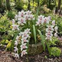 White Violet Cymbidium Flower seeds for Planting - Vibrant Colors, Heirloom & GMO Free Seeds for Home Garden