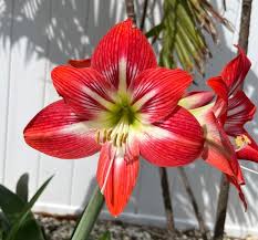 Green Red Amaryllis Flower Seeds for Planting Shade Tolerant Heirloom & GMO Free Seeds for Home Garden
 
 Sale