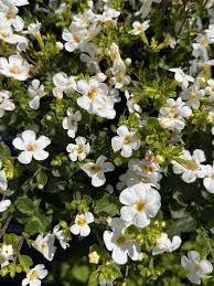 Heirloom Waterhyssop Flower seeds for Planting Colorful Display Heirloom & GMO Free Seeds for Home Garden