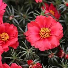 Pink Calandrinia Umbellata Flower seeds for Planting Cut Flower Favorite Heirloom & GMO Free Seeds for Home Garden