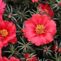 Pink Calandrinia Umbellata Flower seeds for Planting Cut Flower Favorite Heirloom & GMO Free Seeds for Home Garden