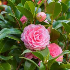 Camellia Pink White Flower seeds for Planting - Hardy Variety, Heirloom & GMO Free Seeds for Home Garden
