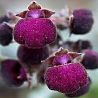 Violet Calceolaria Flower Seeds for Planting Cottage Garden Essential Heirloom & GMO Free Seeds for Home Garden
 
 Sale