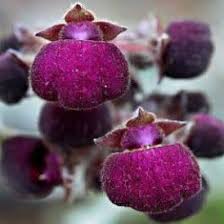 Violet Calceolaria Flower Seeds for Planting Cottage Garden Essential Heirloom & GMO Free Seeds for Home Garden
 
 Sale