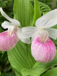 Lady's Slipper Flower seeds for Planting - Compact Growth, Heirloom & GMO Free Seeds for Home Garden