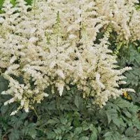 Cream Astilbe Flower seeds for Planting - Drought Tolerant, Heirloom & GMO Free Seeds for Home Garden