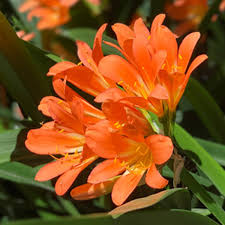 Clivia Flower seeds for Planting - Pollinator Friendly, Heirloom & GMO Free Seeds for Home Garden